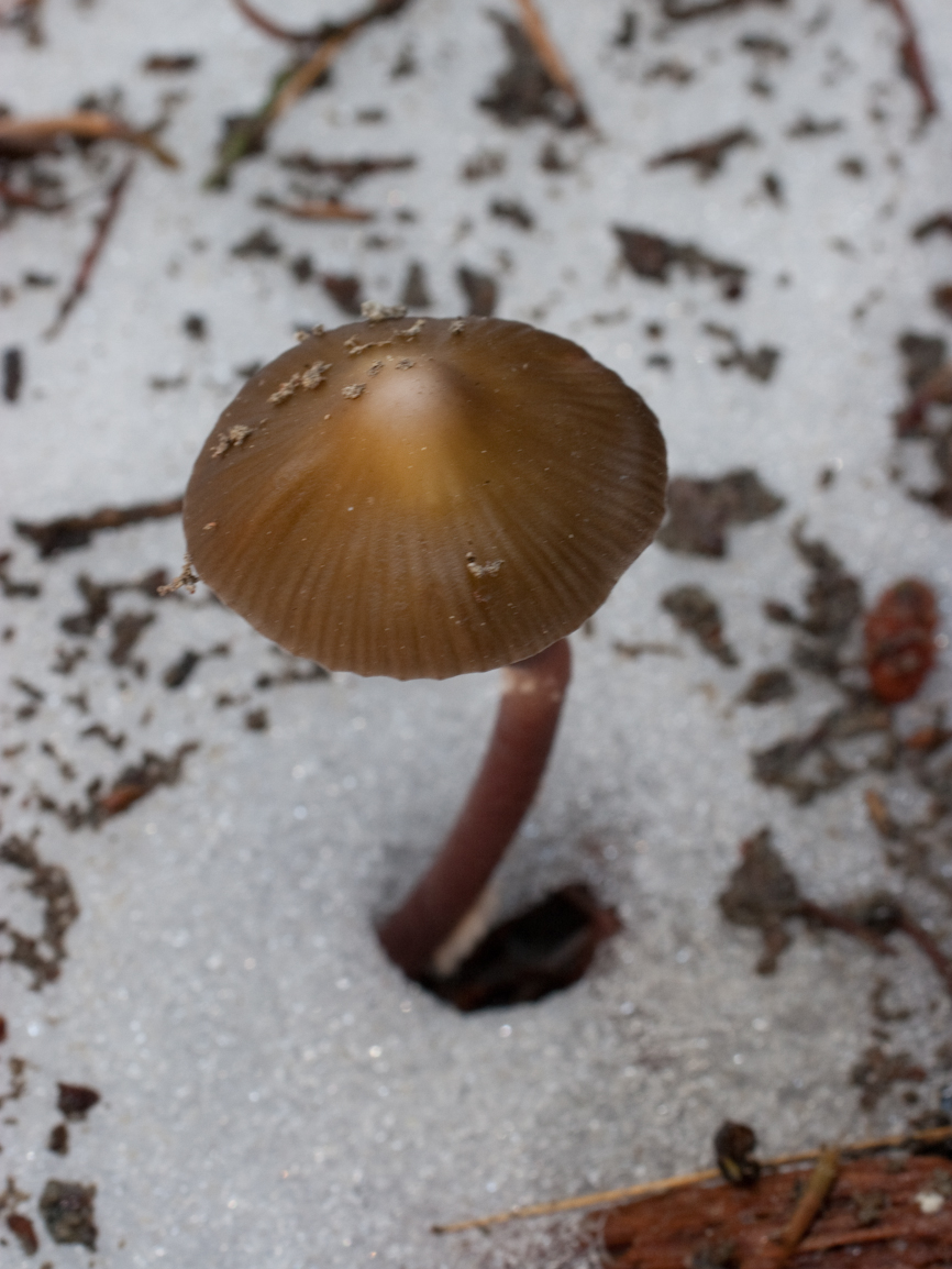 An image of a 2 inch tall mushroom poking out of a hole in a patch of snow on the ground, littered with bits of bark and leaf litter. The mushroom still has particles of dirt on it's cap from when it pushed up through the soil.