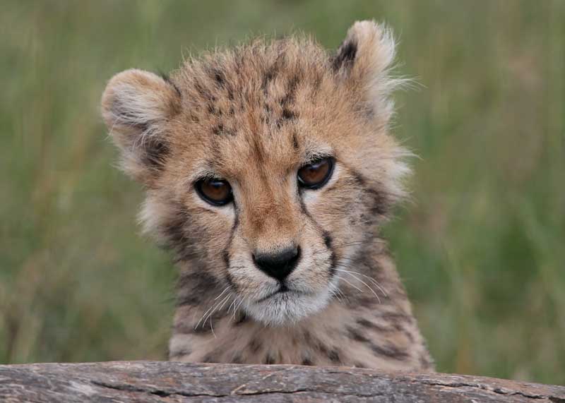 A baby cheetah cub looks at the camera