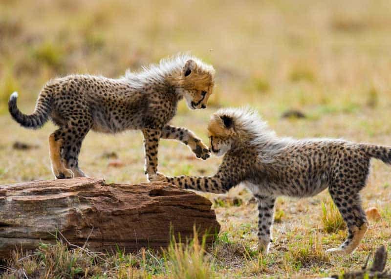 2 cheetahs face each other playing, 1 cheetah is standing on a log. 1 cheetah is standing in the grass. They are touching paws.