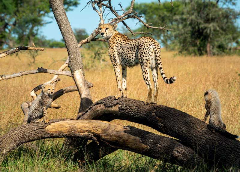 three cheetahs sit together in the branches of a tree